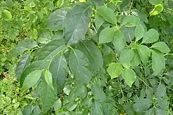 Celastrus rosthornianus