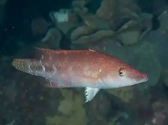 Oxycheilinus celebicus