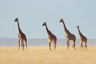 De masaigiraffe wordt ook wel kilimanjarogiraffe genoemd