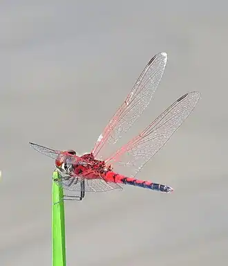 Celithemis bertha