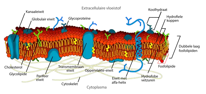 Celmembranen van eukaryoten hebben een complexe moleculaire opbouw. De lipide dubbellaag bevat verschillende membraaneiwitten en andere moleculen (glycoproteïnen en glycolipiden) die de cel nodig heeft voor zijn fysiologie.