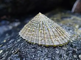 Cellana mazatlandica