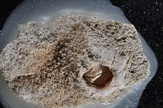 Celleporaria brunnea