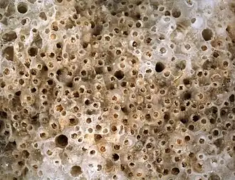 Celleporaria sibogae