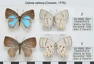 Celmia celmus