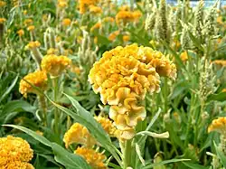 Celosia cristata
