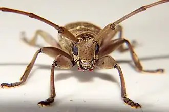 Cerosterna pollinosa