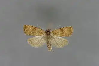 Celypha capreolana