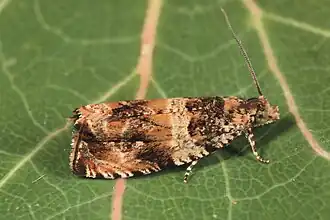 Celypha flavipalpana