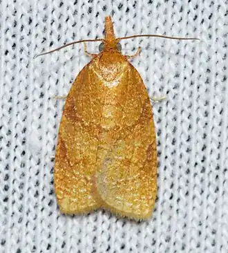 Sparganothis directana