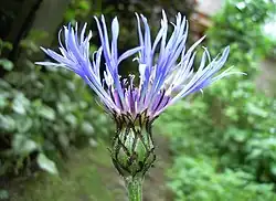 Omwindselblaadjes bij de bergcentaurie (composietenfamilie)