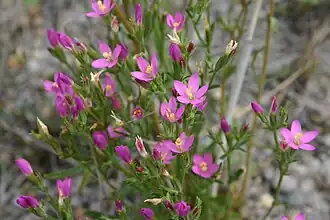 Strandduizendguldenkruid
