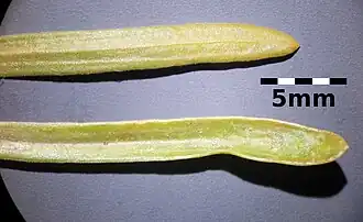 Strandduizendguldenkruid