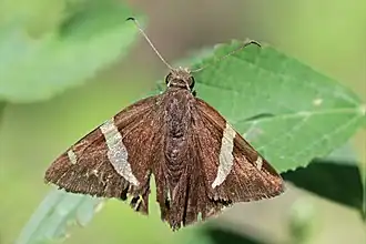 Autochton vectilucis