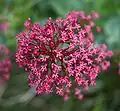 De rode spoorbloem (Centranthus ruber) is inburgerend in België en Nederland.