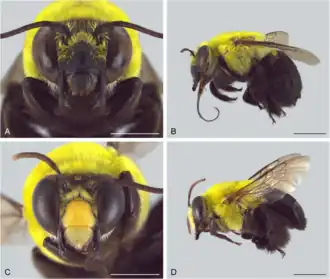 Centris xanthomelaena