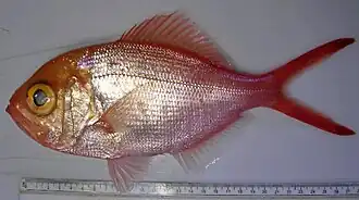 Centroberyx druzhinini