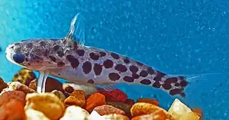 Centromochlus schultzi