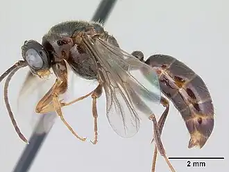 Centromyrmex alfaroi