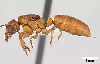 Centromyrmex angolensis