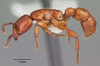 Centromyrmex bequaerti