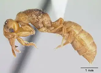 Centromyrmex brachycola