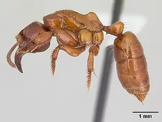 Centromyrmex decessor