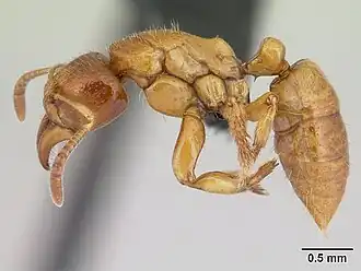 Centromyrmex ereptor