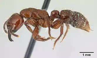 Centromyrmex gigas