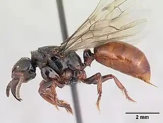 Centromyrmex raptor