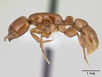 Centromyrmex secutor