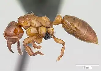 Centromyrmex sellaris