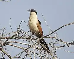 Burchells spoorkoekoek