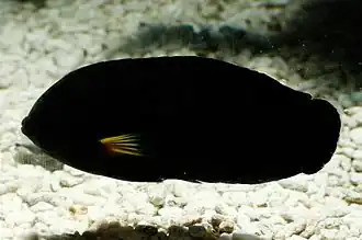 Centropyge flavipectoralis