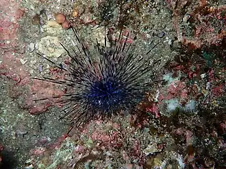 Centrostephanus coronatus