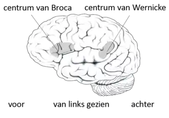 centrum van Broca en van Wernicke