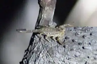 Centruroides schmidti