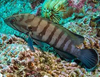 Cephalopholis boenak