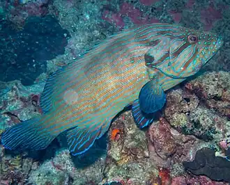 Cephalopholis formosa