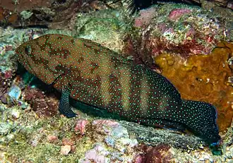 Cephalopholis polyspila