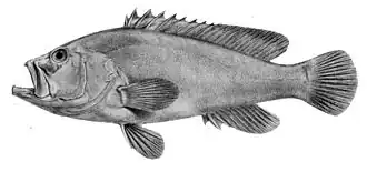 Cephalopholis urodeta
