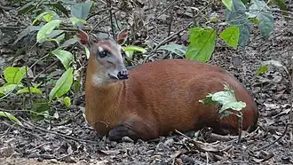 Zwartrugduiker