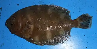 Cephalopsetta ventrocellatus