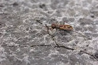 Cephalota chiloleuca