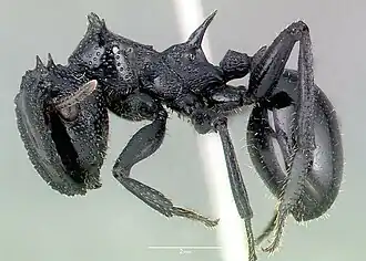 Cephalotes alfaroi