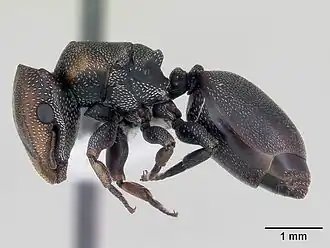 Cephalotes angustus