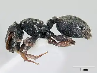 Cephalotes crenaticeps