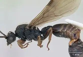 Cephalotes depressus