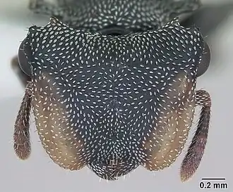 Cephalotes eduarduli