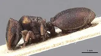 Cephalotes fossithorax